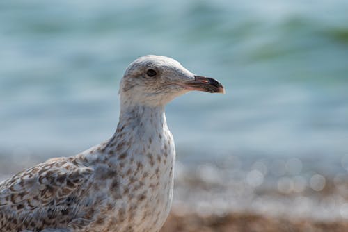 動物, 海鷗, 特写 的 免费素材图片