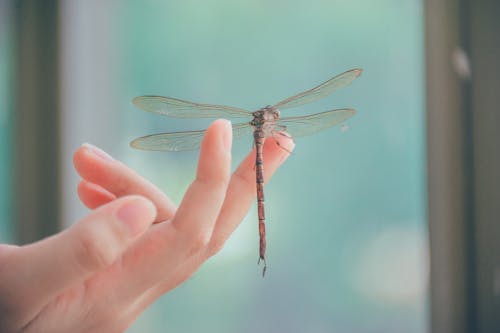 Close Upfotografie Van Dragonfly Neergestreken Op Een Vinger