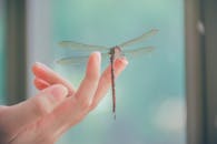 一只优雅栖息在人类手指上的特写，展现了细节与对称之美