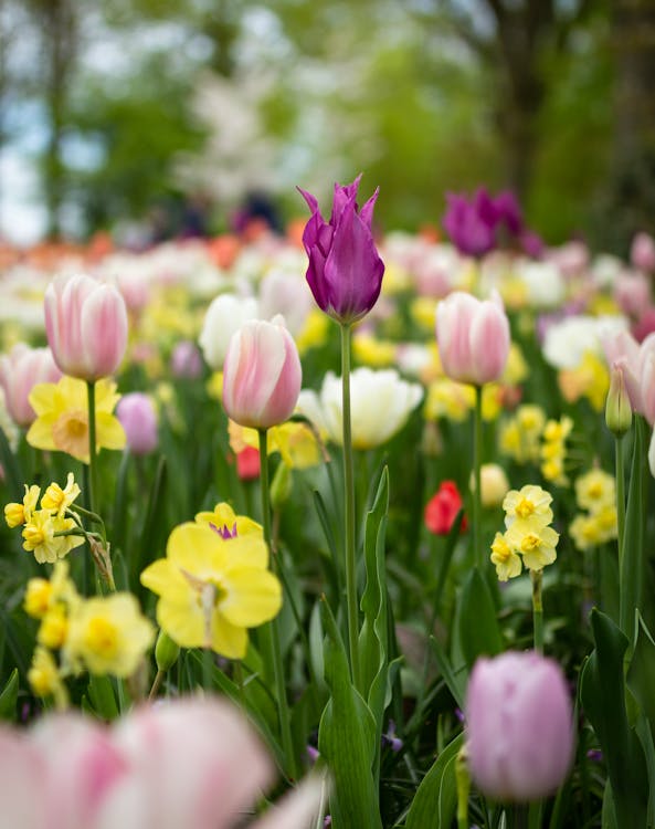 Free Depth of Field Photography of Tulip Flowers Stock Photo