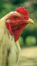 White and Red Rooster in Close Up Photography