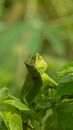 Green Lizard on Green Leaf