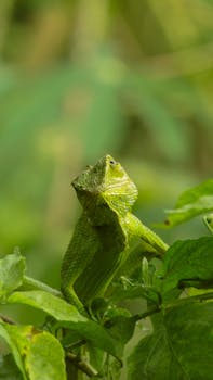 A vibrant green chameleon blending seamlessly with surrounding leaves, showcasing natural camouflage.
