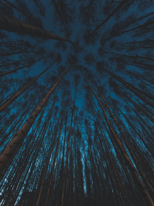 Low Angle Shot of Trees During Night Time