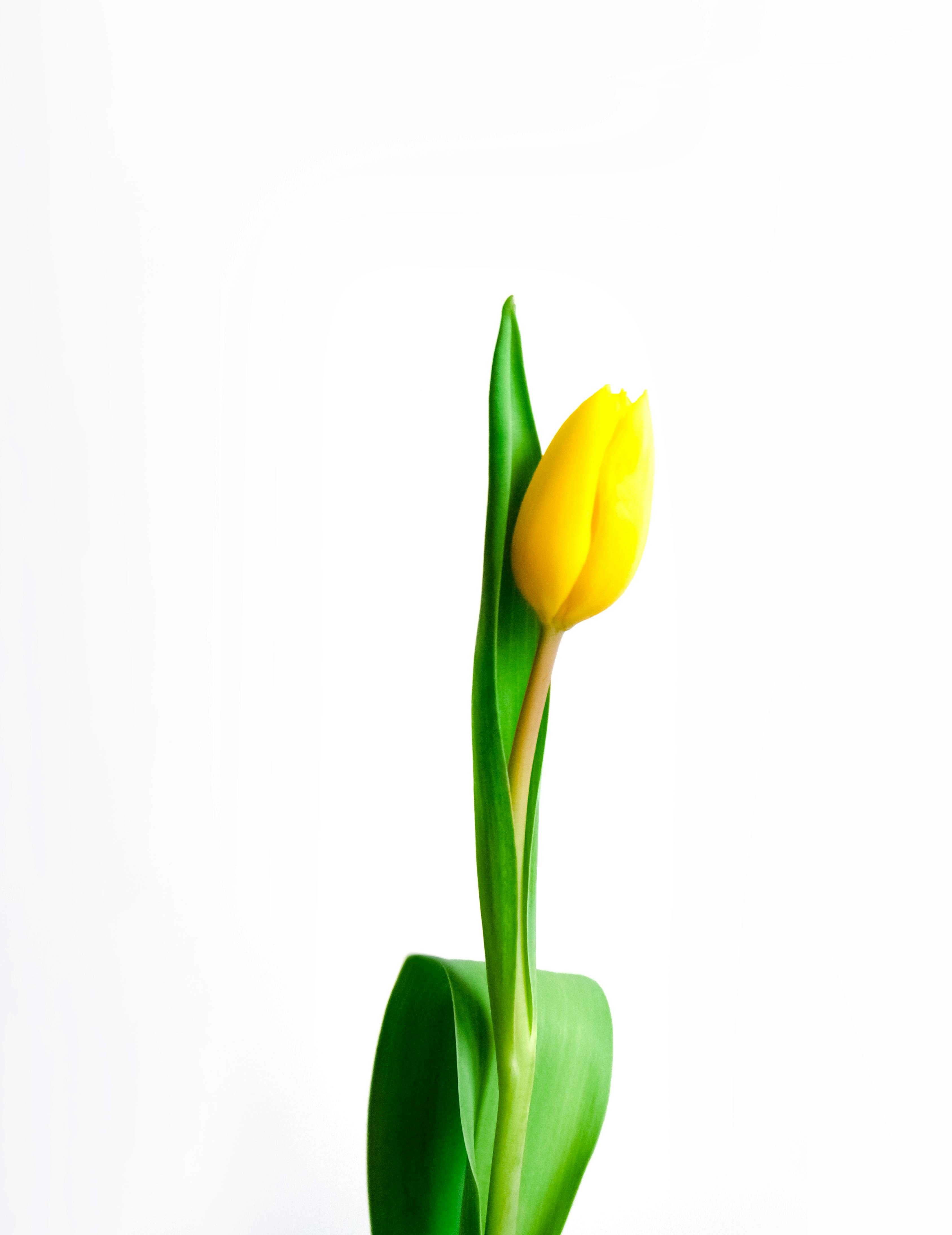 yellow tulip background