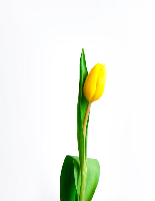 Yellow Tulip in White Background