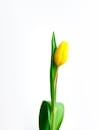 Yellow Tulips in White Background