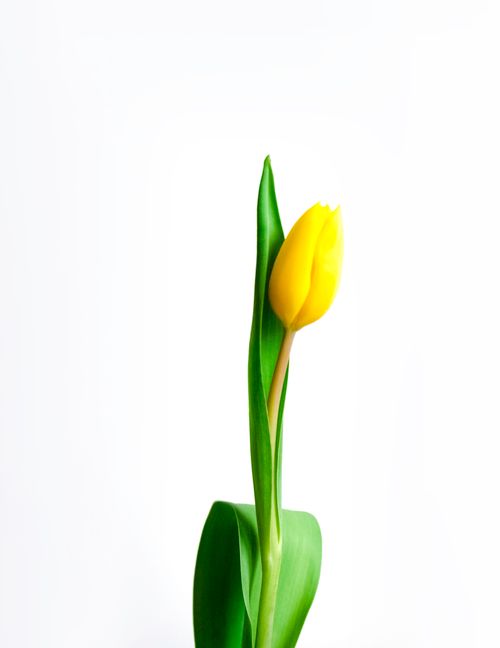 Free Close-up of a vibrant yellow tulip with green leaves on a white background, highlighting its delicate beauty. Stock Photo
