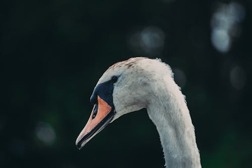 天鵝, 水鳥, 羽毛 的 免費圖庫相片