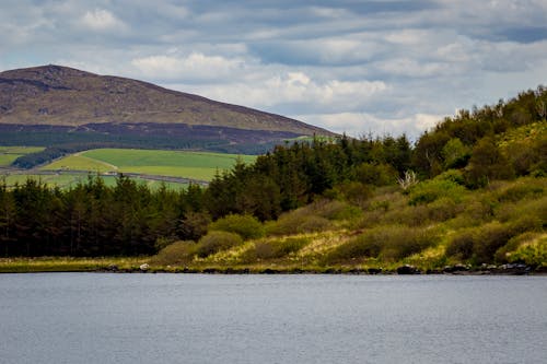 Green Trees Near the Lake