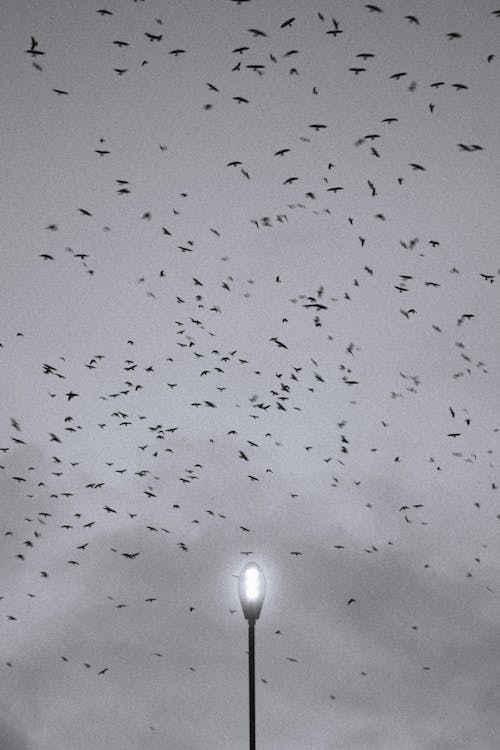 Birds Flying over a Lamp Post 