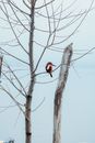 Red Cardinal Perched on Brown Tree Branch