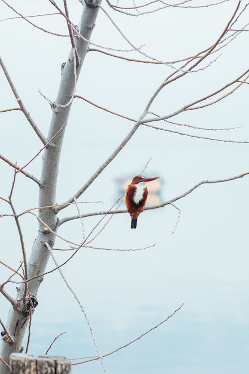 Free Red and Brown Bird on Brown Tree Branch Stock Photo