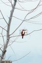 Red and Brown Bird on Brown Tree Branch