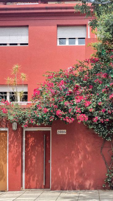 Bright pink exterior with bougainvillea flowers climbing on a house in Buenos Aires. Captures urban charm and floral beauty.