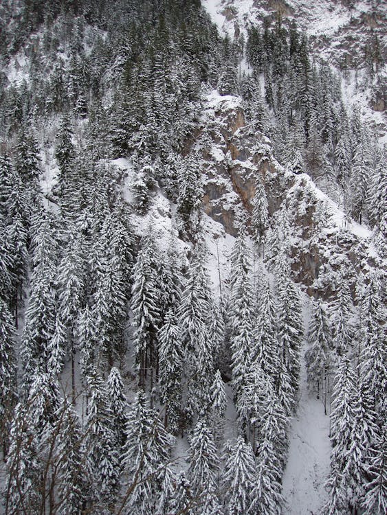 Fotografie Von Mit Schnee Bedeckten Nadelbäumen