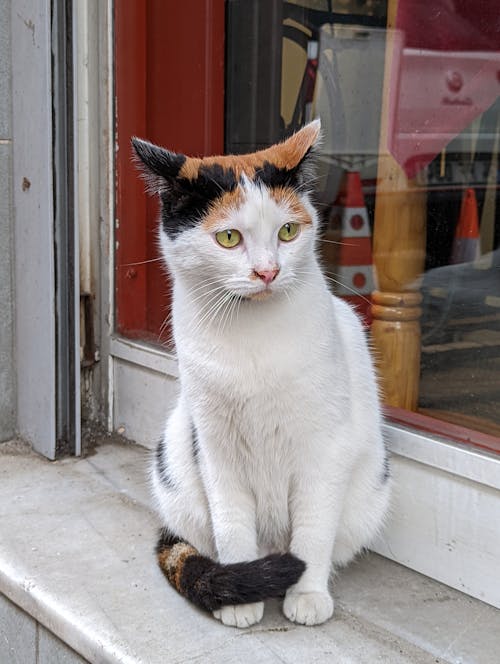 White and Brown Cat Sitting Beside the Window