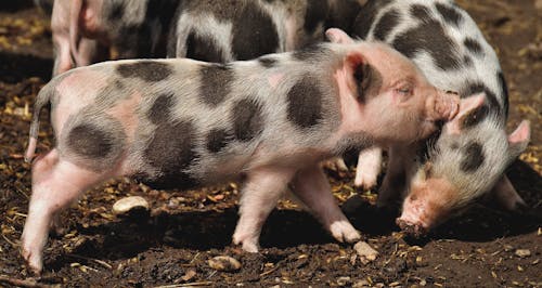 Gratis Foto stok gratis anak babi, binatang, cute Foto Stok