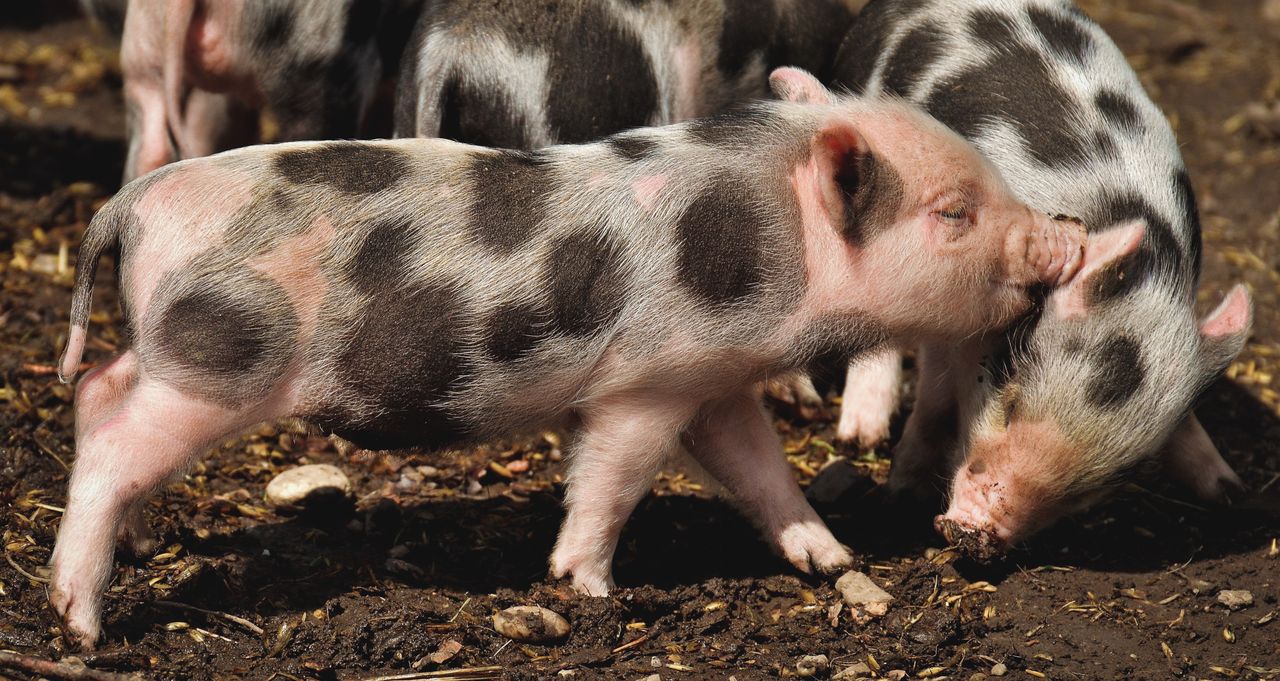close up view of cute spotted piglets playing in a sunlit farmyard