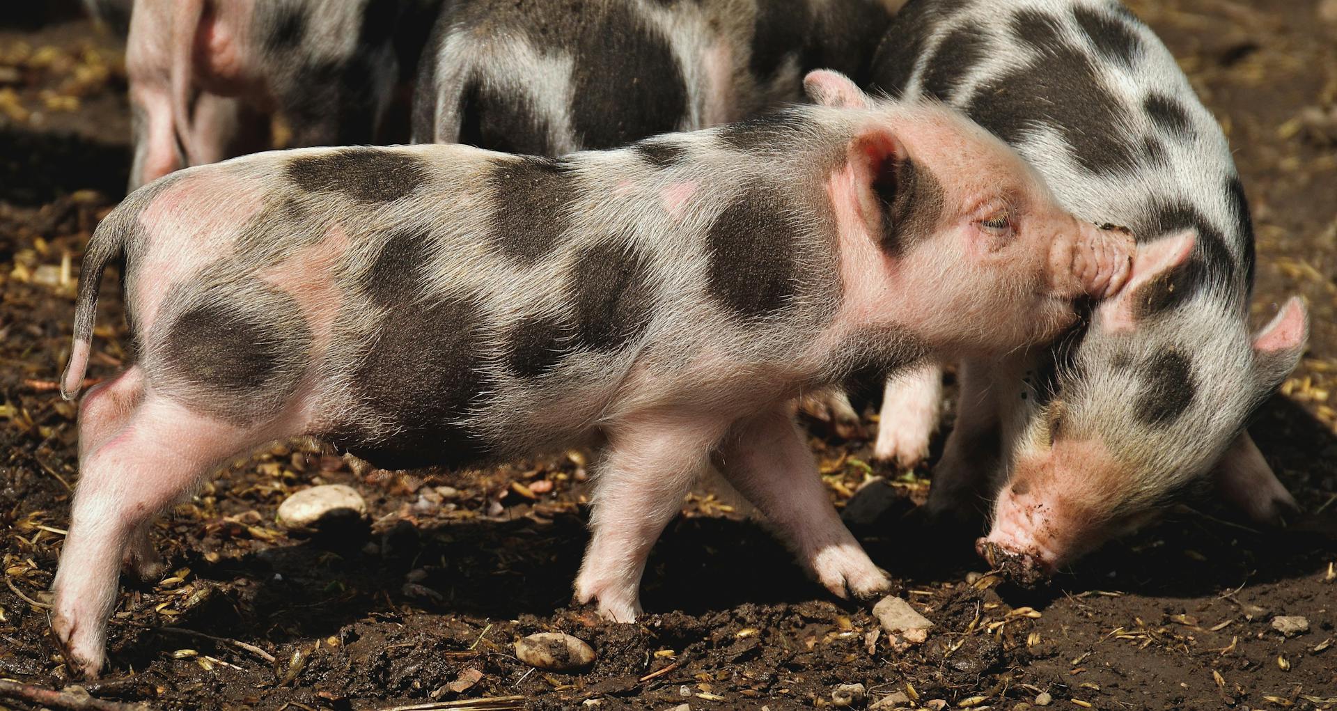 White and Black Pigs on Brown Soil