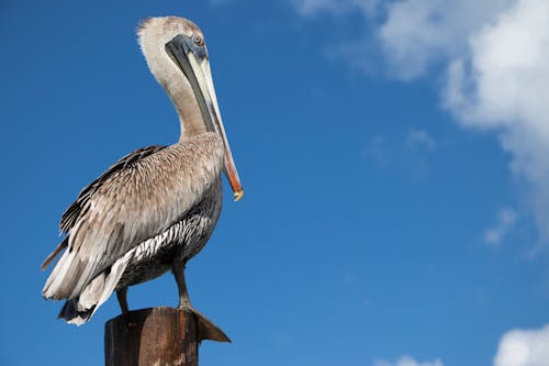 Free Gray Pelican on Brown Wooden Post Under the Blue Sky Stock Photo