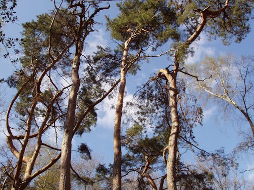 Fotobanka s bezplatnými fotkami na tému borovice, kmene stromov, leto