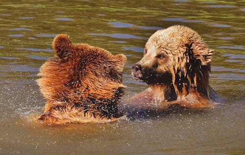 Δωρεάν στοκ φωτογραφιών με αρκούδα, αρπακτικό, βάρβαρος