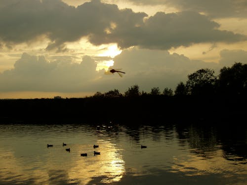 Fotobanka s bezplatnými fotkami na tému kačice, tmavý, vážka