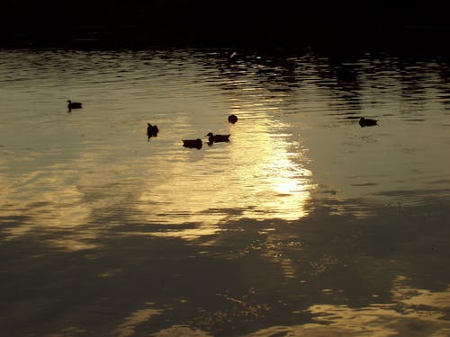 Fotobanka s bezplatnými fotkami na tému kačice, reflexie oblohy vo vode, tmavý