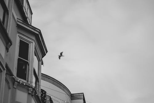 Free Grayscale Photo of a Bird Flying Over a Building Stock Photo