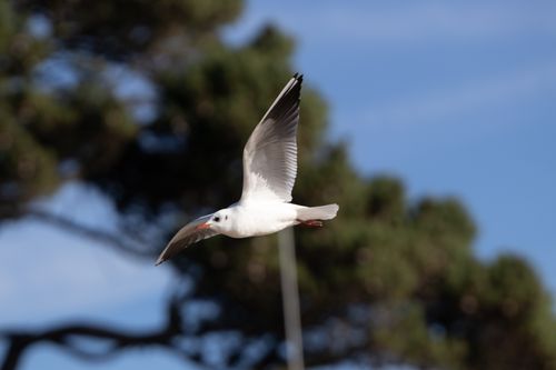 Free A seagull soaring freely in the sky with blurred trees in the background on a sunny day. Stock Photo