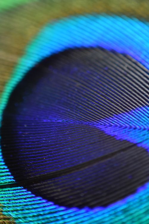Free Detailed close-up of a peacock feather showcasing vibrant colors and textures. Stock Photo
