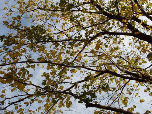 Fotobanka s bezplatnými fotkami na tému vetvy stromu, žltá