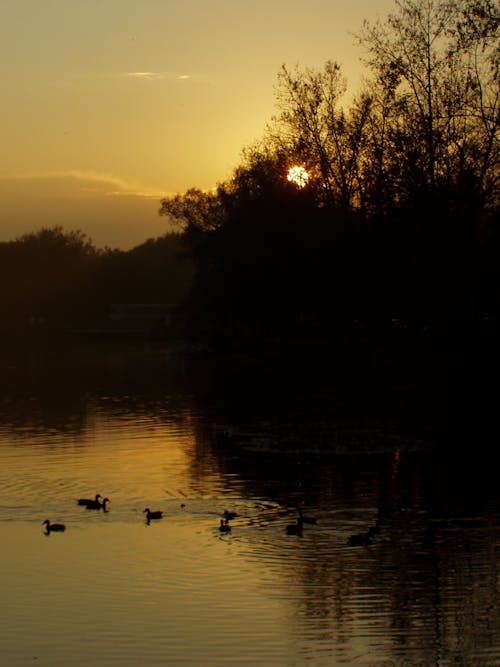 Fotobanka s bezplatnými fotkami na tému kačice, tmavý, večerné slnko