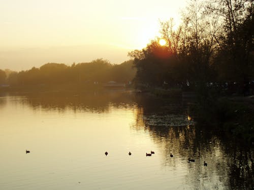 Fotobanka s bezplatnými fotkami na tému kačice, tmavý, večer