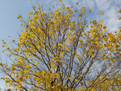 Fotobanka s bezplatnými fotkami na tému strom, žltá