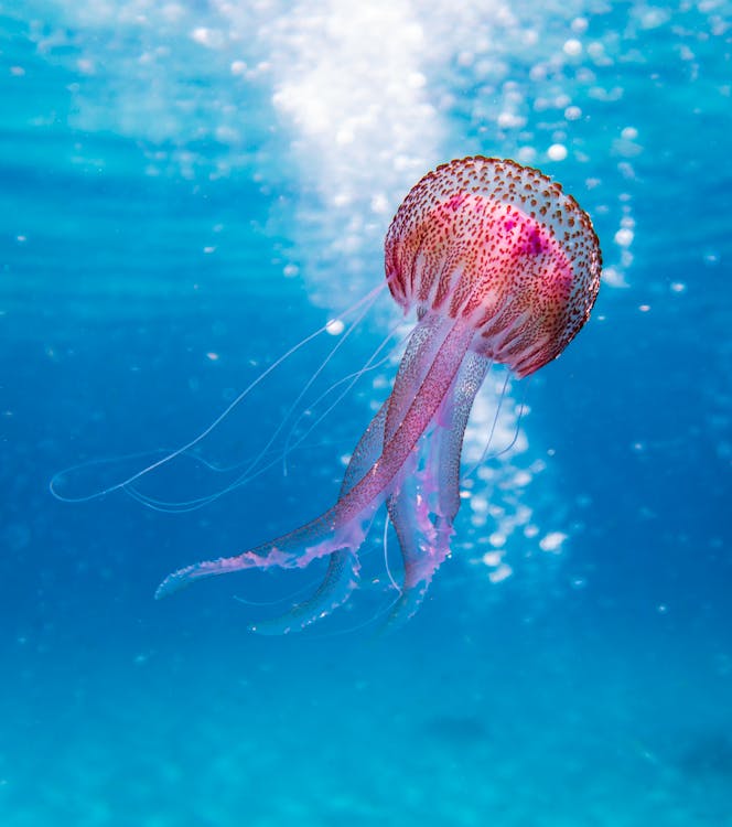 Free Shallow Focus Photo of Pink and Brown Jellyfish Stock Photo