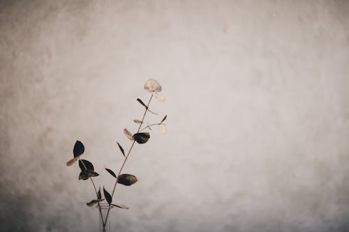 Dried Eucalyptus Branch in Clear Glass Vase · Free Stock Photo