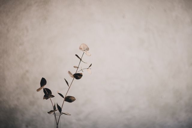 Eucalyptus branch still life, photo by Lisett Kruusimae on Pexels