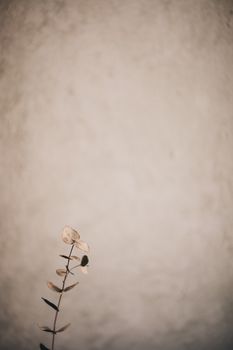 Aesthetic minimalist image of dried eucalyptus branch against a warm beige wall with copy space.