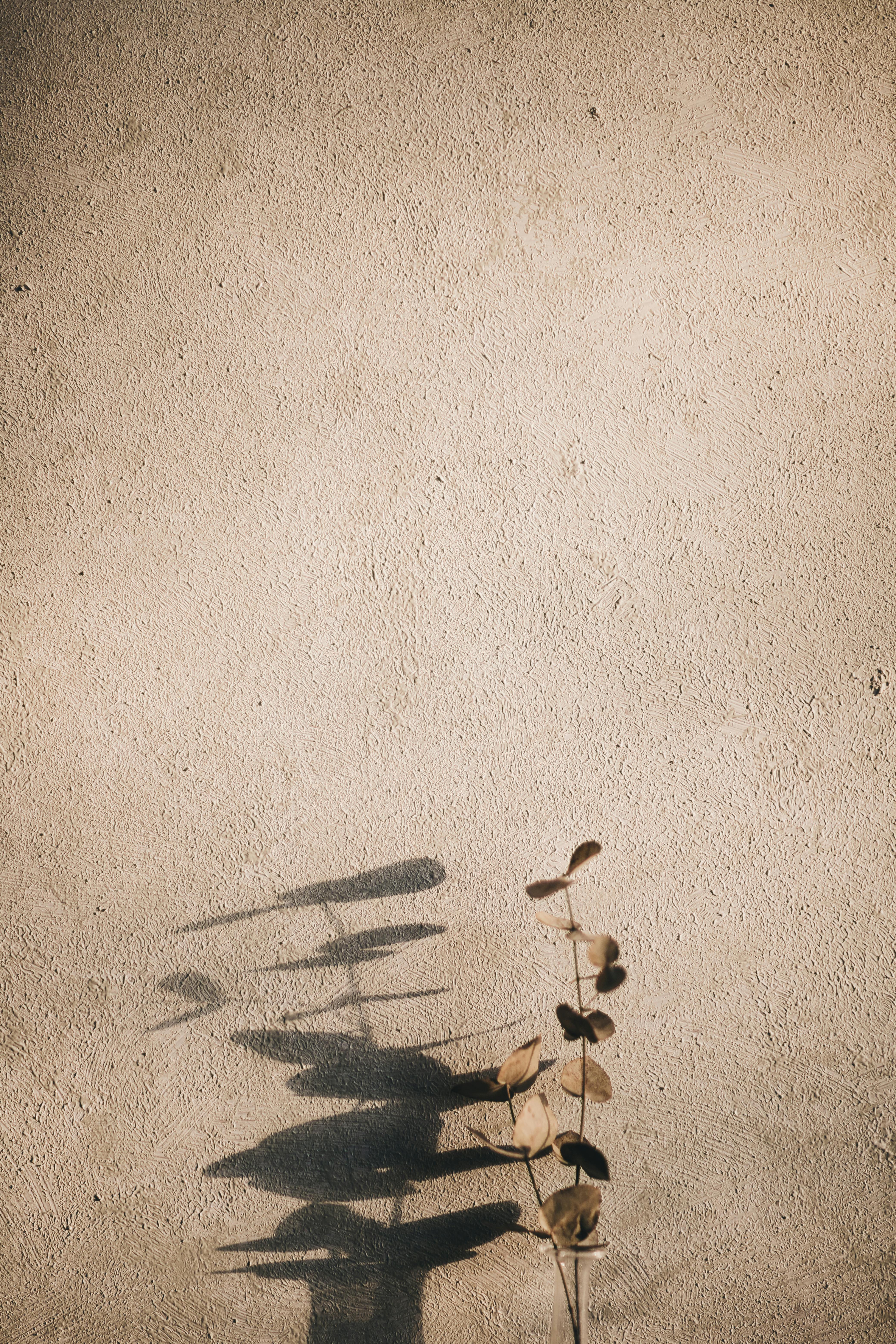 A single plant casts a shadow on a textured wall, creating a minimalist composition.
