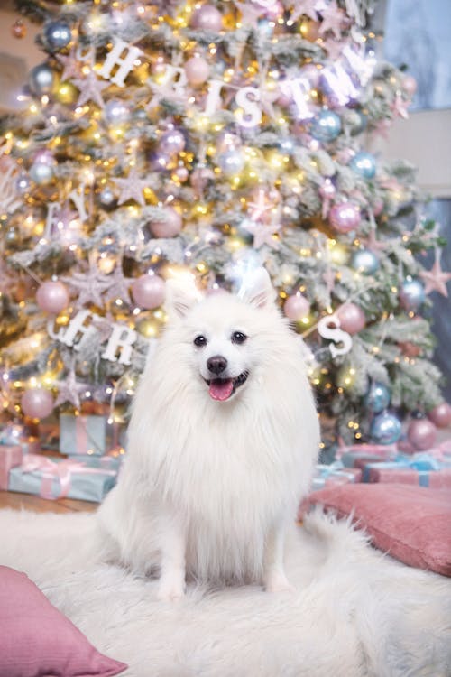Free A White Long Coat Small Dog Stock Photo