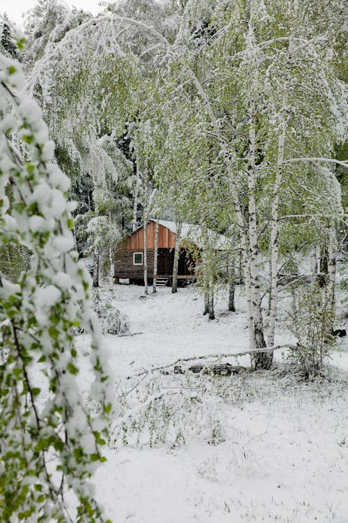 Wooden House in Woods in Winter