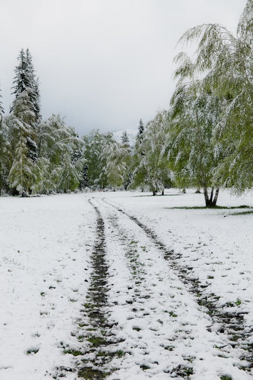 Foto profissional grátis de árvores verdes, cênico, coberto de neve