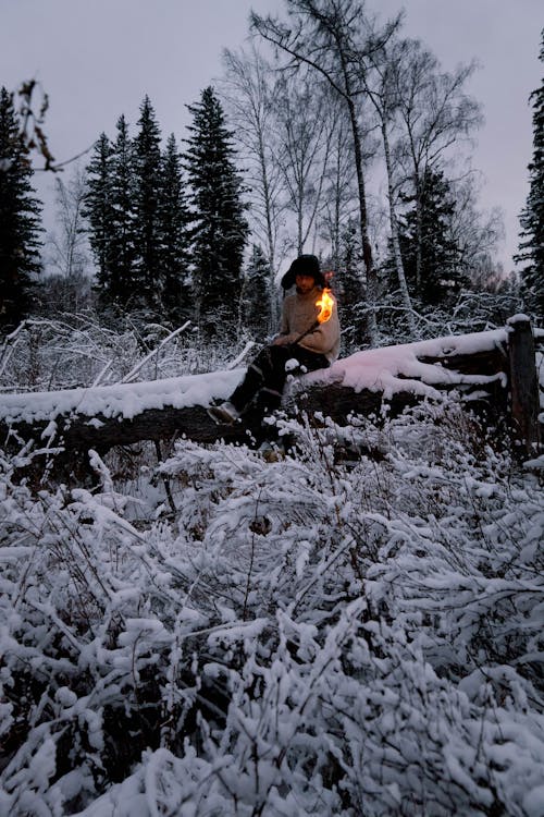 Δωρεάν στοκ φωτογραφιών με άνθρωπος, κρύο, κωνοφόρων δέντρων