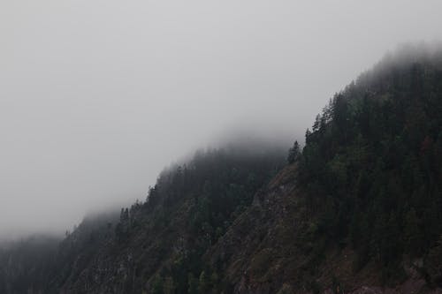 Green Trees on Mountain during Foggy Day