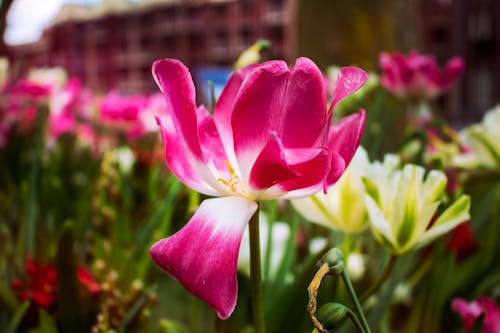 Základová fotografie zdarma na téma krásné květiny, park, příroda
