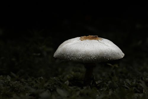 A White Mushroom in Close Up Photography