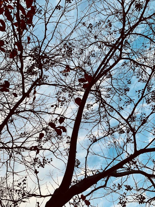 Free stock photo of blue sky, branches, ornamental plants