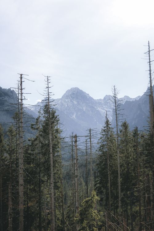 Free Breathtaking view of the Tatra Mountains and forest trees in Zakopane, Poland. Stock Photo